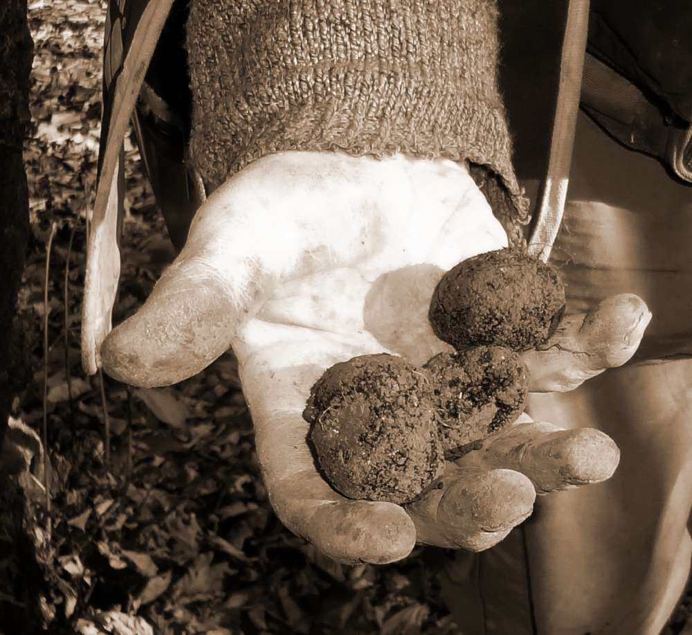 Sagra del Tartufo di Tignale - Domenica